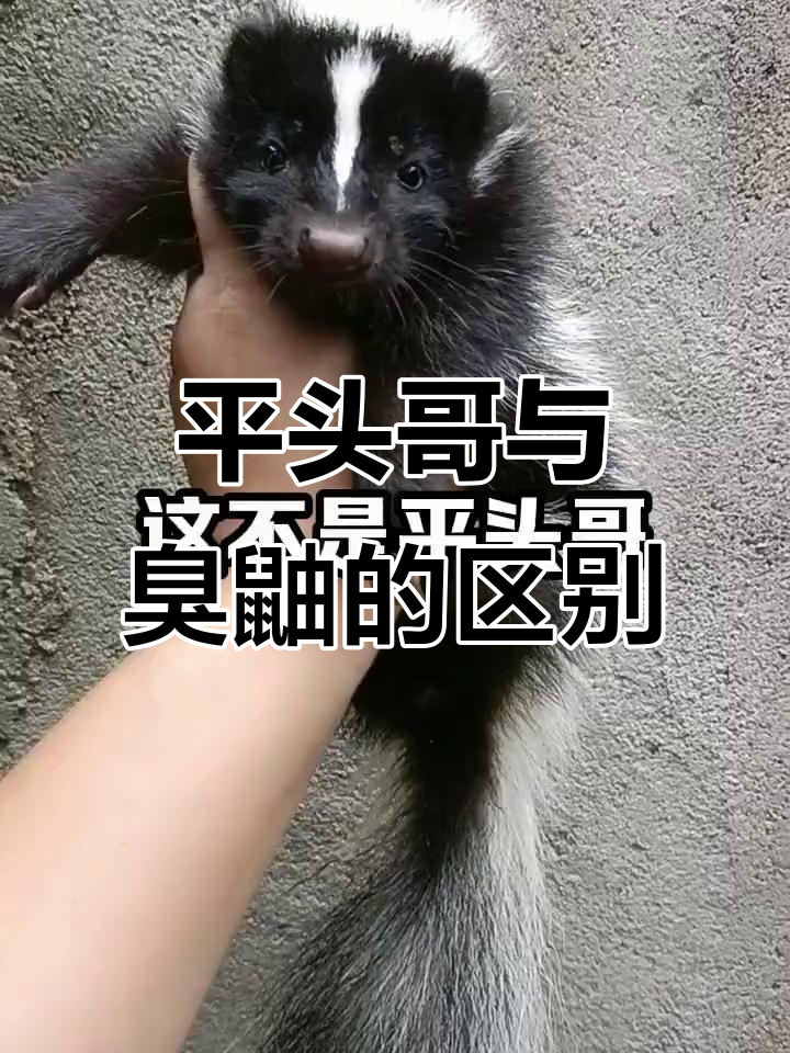 臭鼬和黄鼠狼的区别