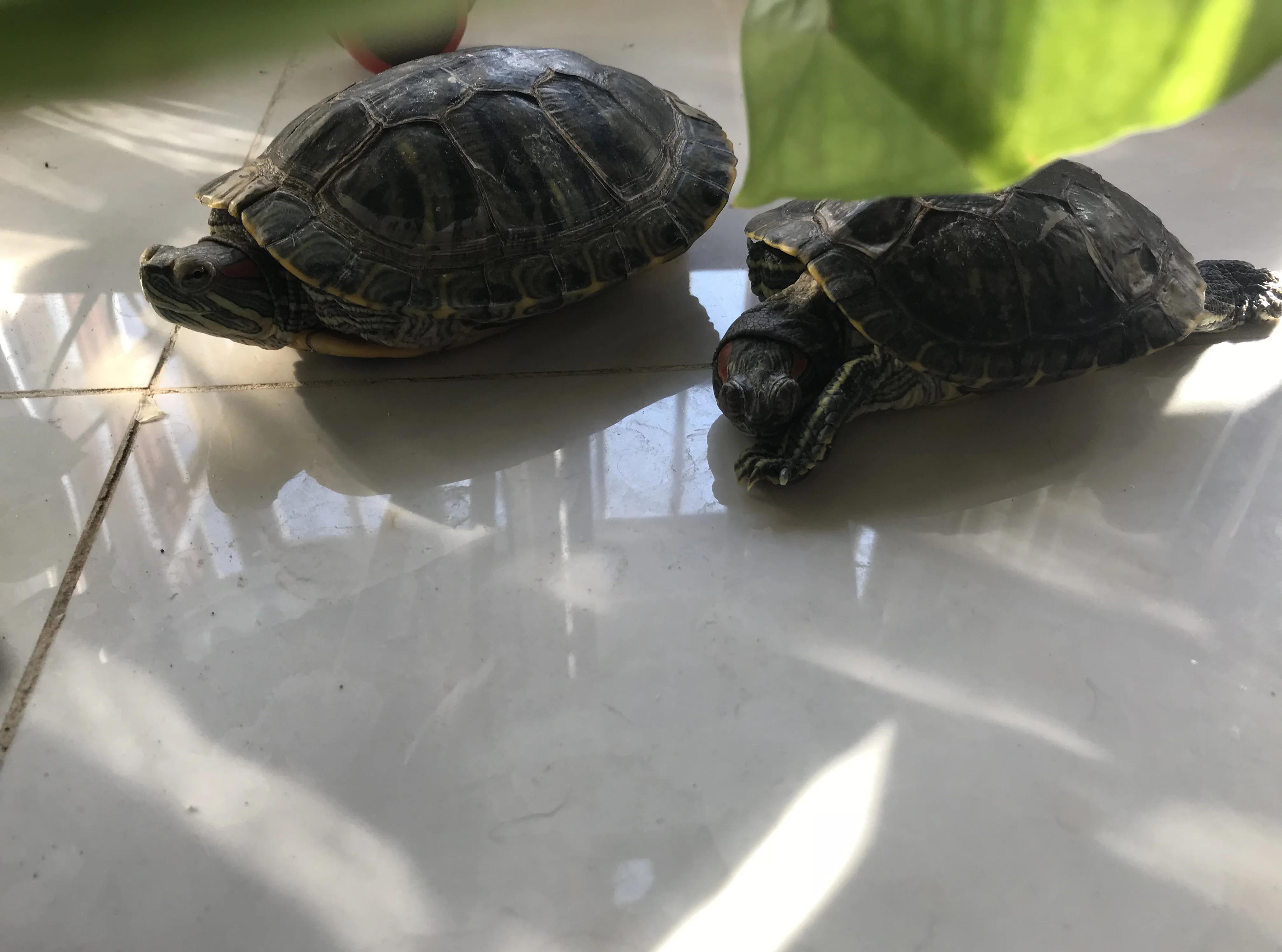 乌龟死了1天,能救活吗